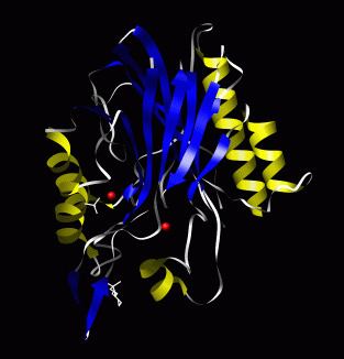 Sphingomyelin phosphodiesterase