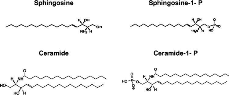 Sphingosine Biophysical properties of sphingosine ceramides and other simple