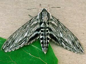Sphinx canadensis Moth Photographers Group Sphinx canadensis 7807