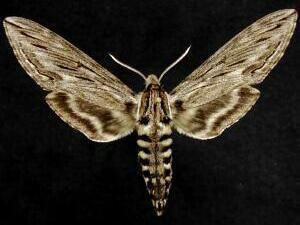 Sphinx canadensis Moth Photographers Group Jim Vargo Plate 20 Sphingidae