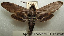 Sphinx libocedrus httpsuploadwikimediaorgwikipediacommonsthu