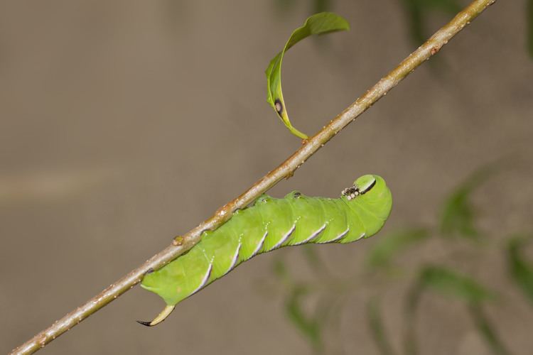 Sphinx ligustri Sphinx ligustri Ligustaschwrmer RaupePrivet Hawk Flani39s