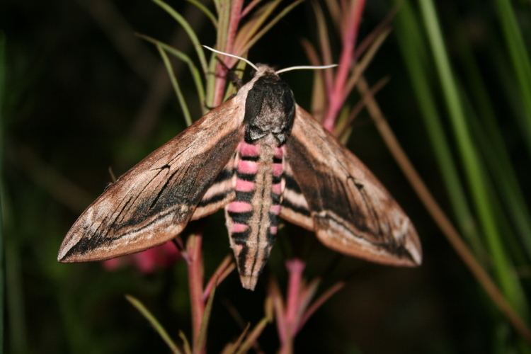 Sphinx ligustri FilePrivet Hawkmoth Sphinx ligustri 02jpg Wikimedia Commons