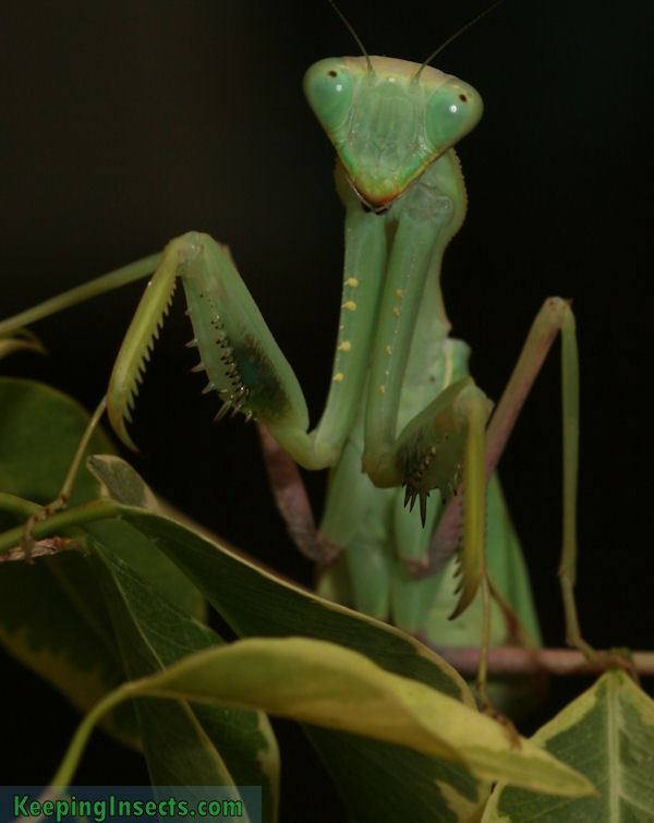 Sphodromantis baccettii httpswwwkeepinginsectscomimagessphrodromant