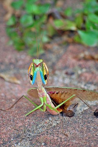 Sphodromantis viridis Mantis on attack Giant African Mantis Sphodromantis viri Flickr