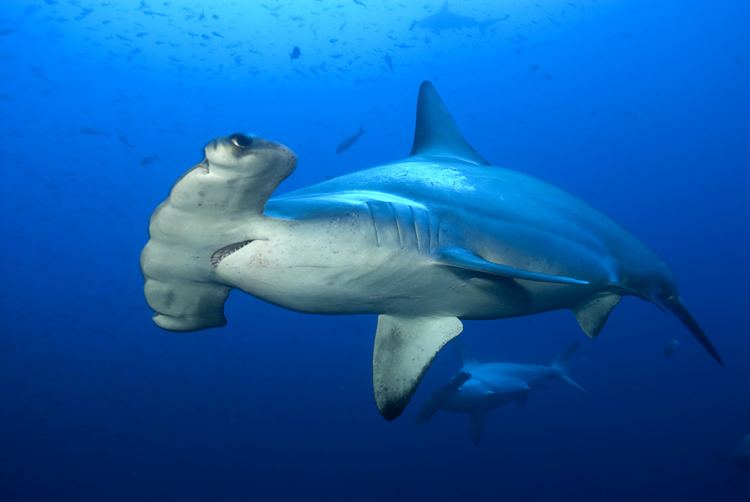 Sphyrna Scalloped Hammerhead Sphyrna lewini Better Know a Fish