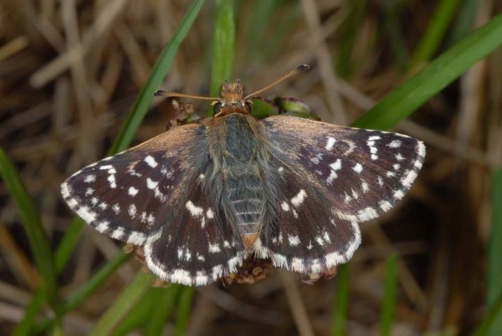 Spialia sertorius European Lepidoptera and their ecology Spialia sertorius