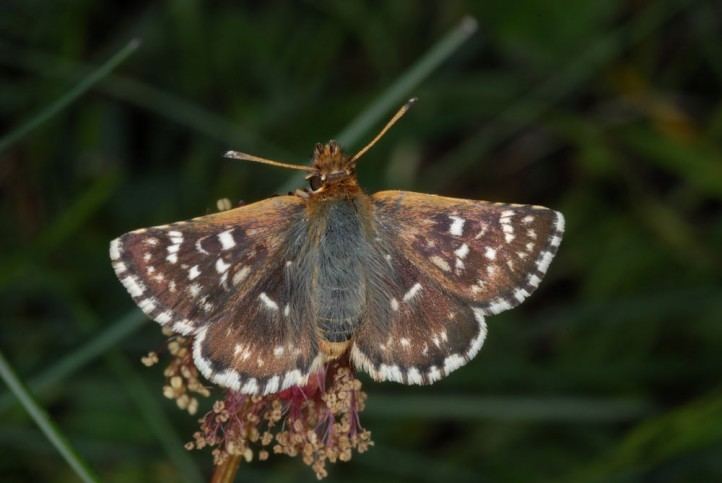 Spialia sertorius European Lepidoptera and their ecology Spialia sertorius