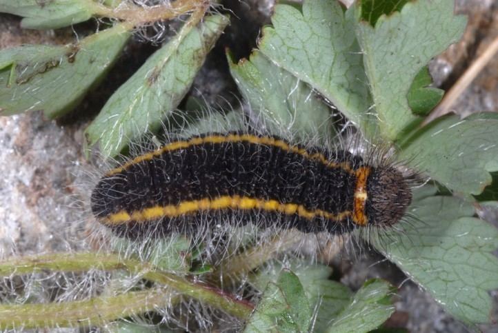 Spialia sertorius European Lepidoptera and their ecology Spialia sertorius