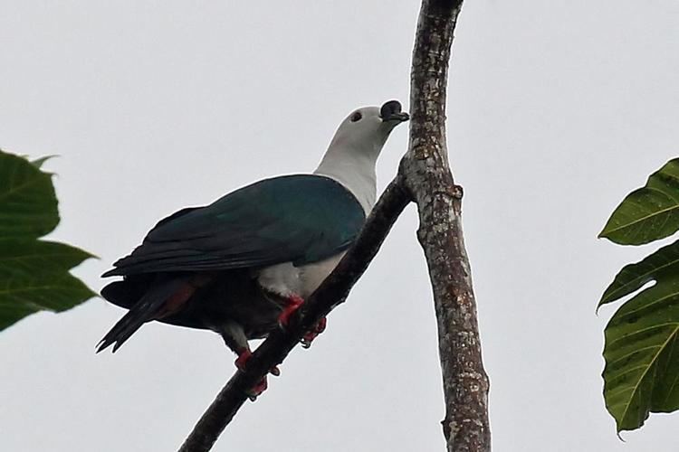 Spice imperial pigeon wwwhbwcomsitesdefaultfilesstylesibc1kpubl