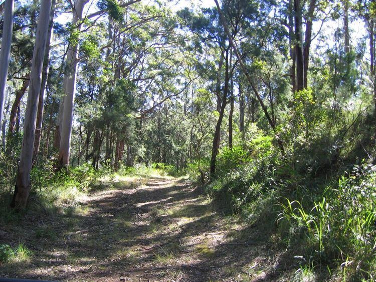 Spicers Gap Road