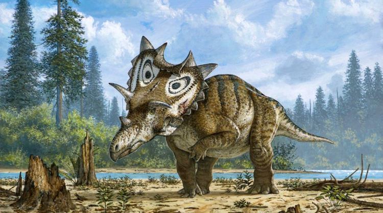 Spiclypeus Spiclypeus shipporum New Dinosaur Species Identified in Montana