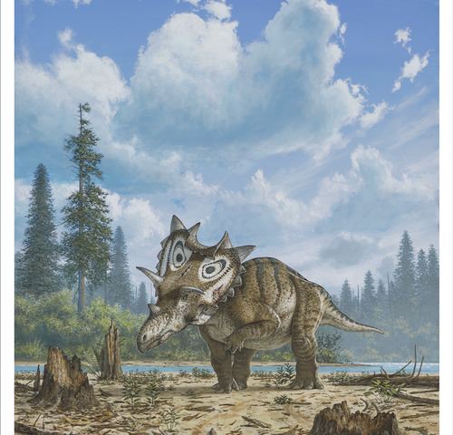 Spiclypeus New horned dinosaur species with 39spiked shield39 identified