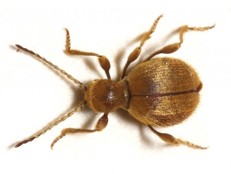 Spider beetle Australian spider beetle and Golden spider beetle Prime Pest Control