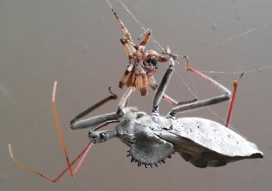 Spider eater Gray Spider Eater Arilus cristatus BugGuideNet