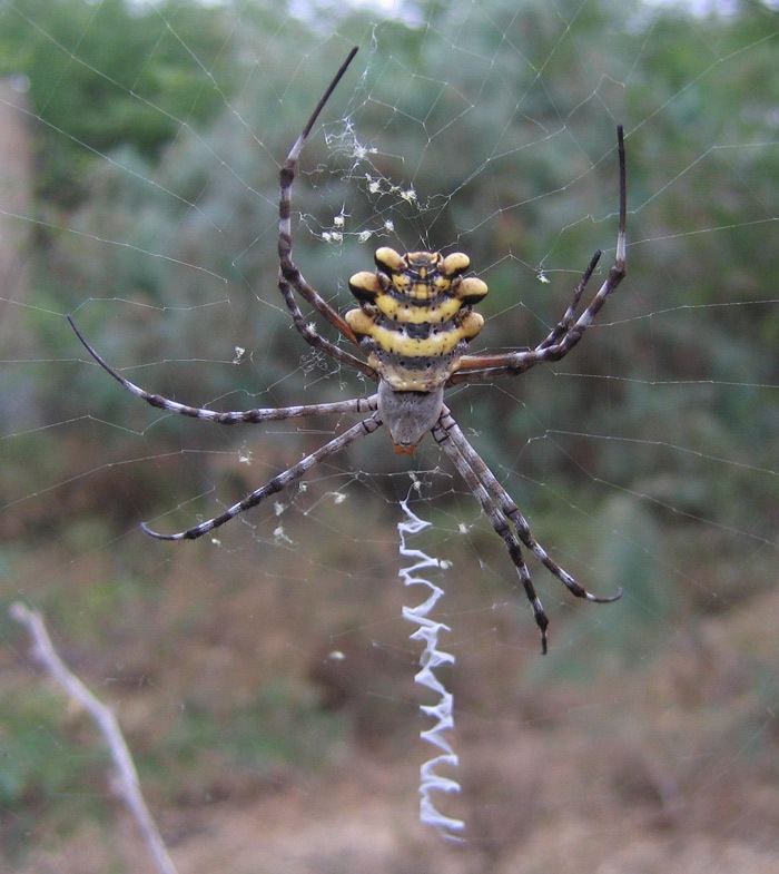 Spider eater Wrights Wanderings Little BeeEater Swamp Rat Spider and Fiddler