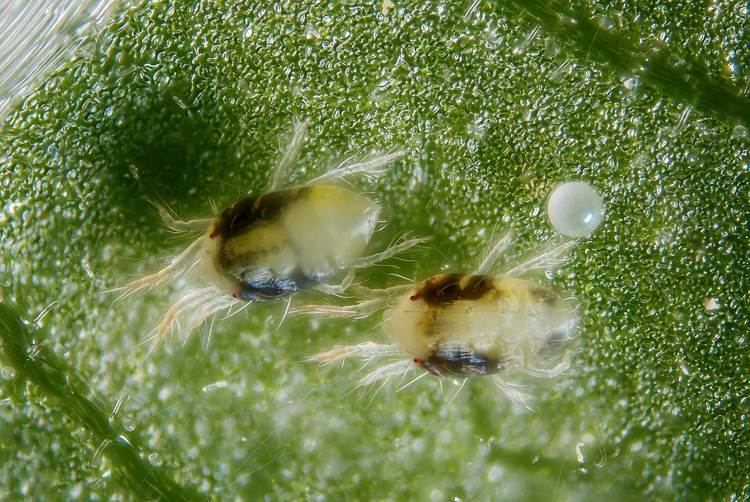 Spider mite Spider Mites Get Rid of Them Quick Grow Weed Easy