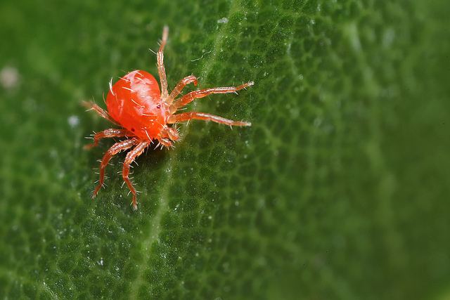 Spider mite A proven organic treatment to control spider mites on houseplants
