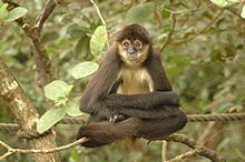 Spider monkey httpsuploadwikimediaorgwikipediacommonsthu