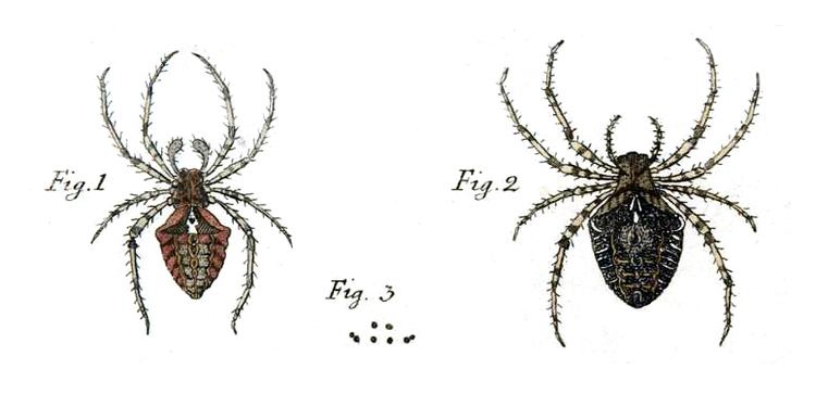 Spider taxonomy