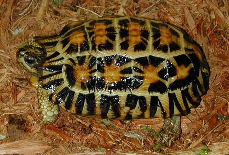 Spider tortoise Spider Tortoises
