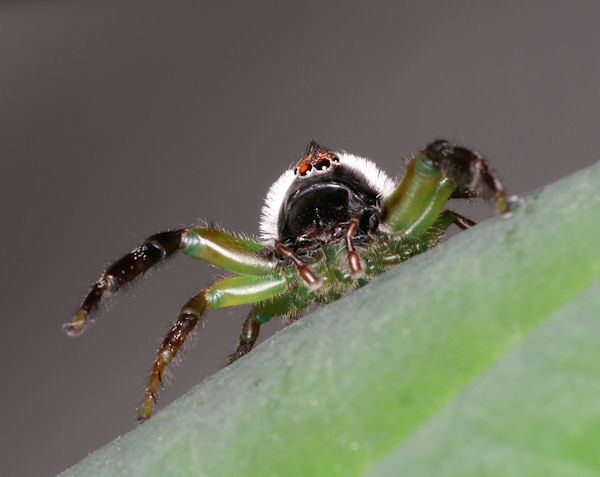 Spiders of Australia ednieuwhomexs4allnlaustralianMopsusmormonD8