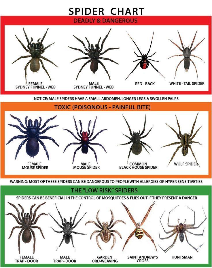 Spiders of Australia These Are Australia39s Most Dangerous Spiders Infographic