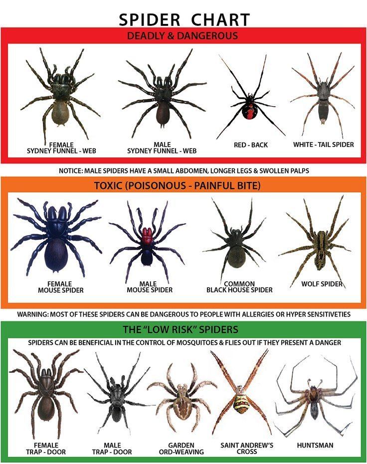 Spiders Of Australia Alchetron The Free Social Encyclopedia