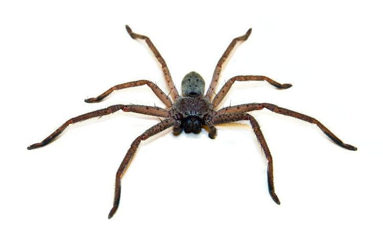 Spiders of Australia 10 most dangerous spiders in Australia Planet Deadly List