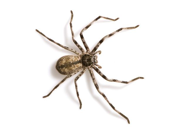 Spiders of Australia Australian spiders the 10 most dangerous Australian Geographic