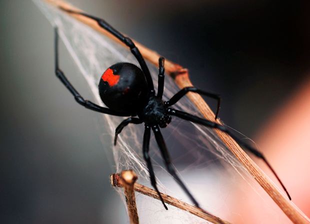Spiders of Australia Australian spiders the 10 most dangerous Australian Geographic