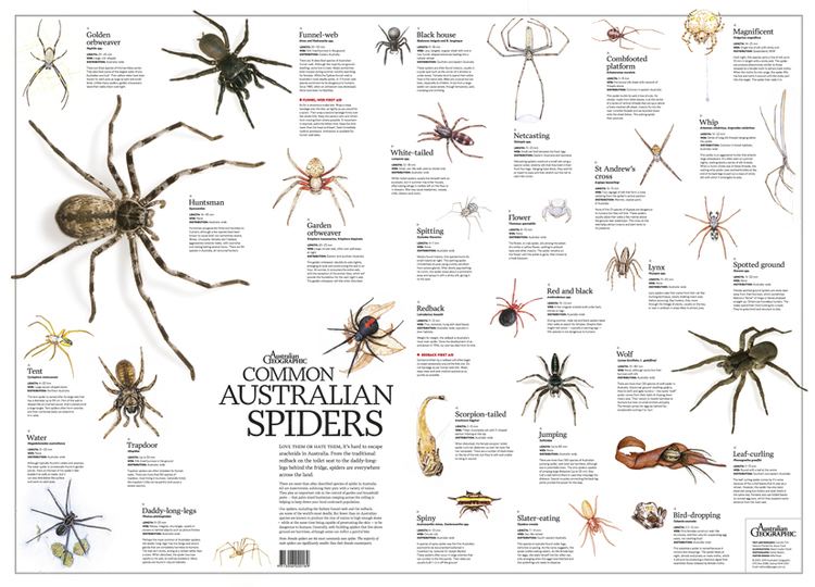 Spiders of Australia Australian Geographic Australian Spiders Poster Magshop