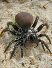 Spiders of Australia Spiders of Australia with information and pictures
