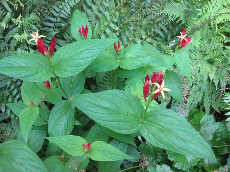 Spigelia marilandica Plants North Carolina Native Plant Society