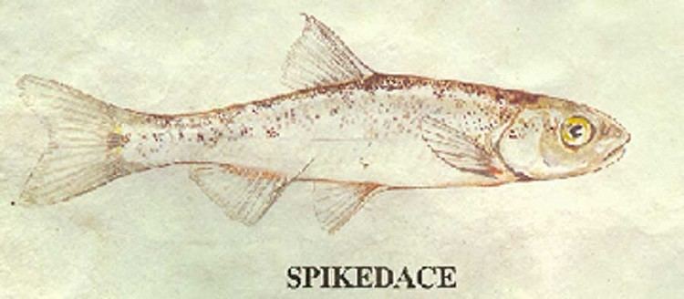 Spikedace SJ Fish