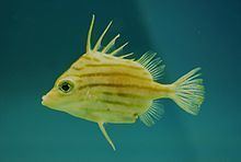 Spikefish httpsuploadwikimediaorgwikipediacommonsthu