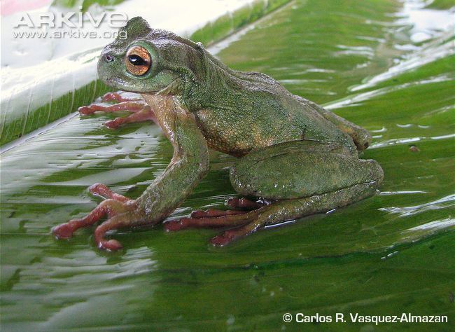 Spikethumb frog Alta Verapaz spikethumb frog photo Plectrohyla teuchestes G76490