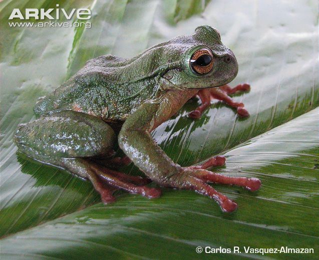 Spikethumb frog Guatemalan spikethumb frog videos photos and facts Plectrohyla