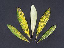 Spilocaea oleaginea httpsuploadwikimediaorgwikipediacommonsthu