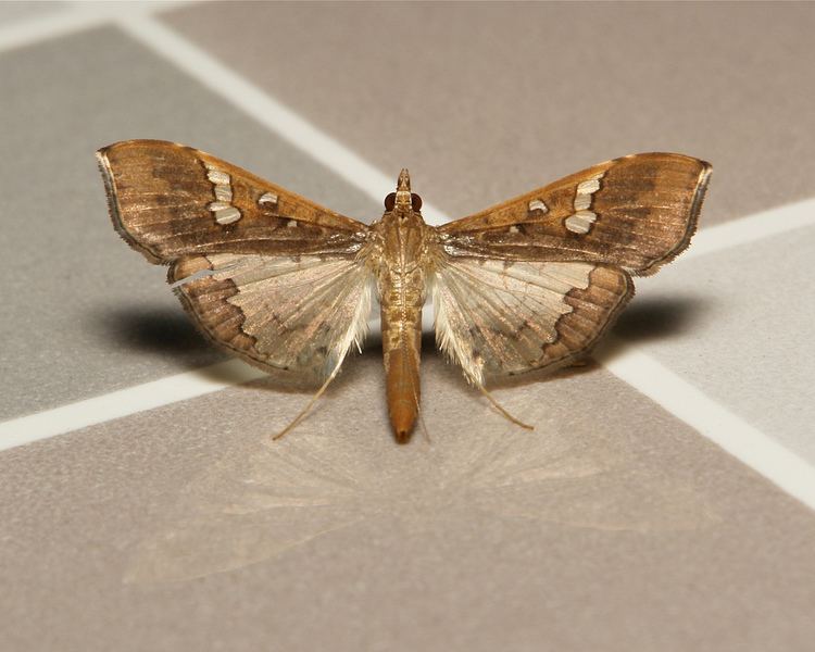 Spilomelinae Bean Pod Borer Moth Maruca vitrata Spilomelinae Crambid Flickr