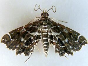 Spilomelinae Moth Photographers Group Aaron Cavosie Puerto Rico Moths