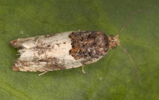 Spilonota ocellana Spilonota ocellana Eyespotted bud moth Discover Life