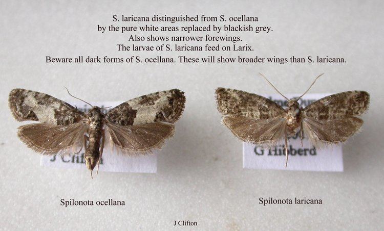 Spilonota ocellana Spilonota ocellana Bud Moth Norfolk Micro Moths The micro
