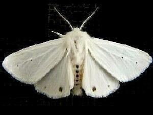 Spilosoma Moth Photographers Group Spilosoma virginica 8137