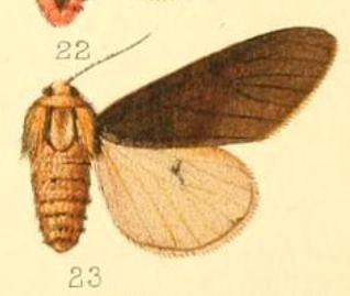 Spilosoma fuscipennis