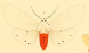 Spilosoma rubidus