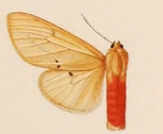 Spilosoma semperi