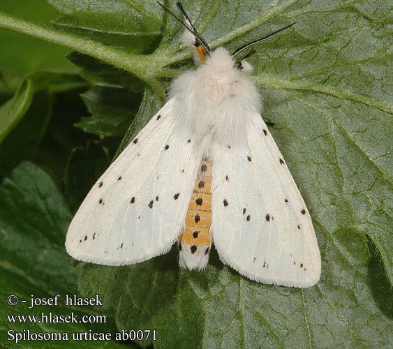 Spilosoma urticae wwwhlasekcomfotospilosomaurticaeab0071jpg