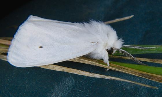 Spilosoma virginica Spilosoma virginica Virginian Tiger Moth Prairie Haven