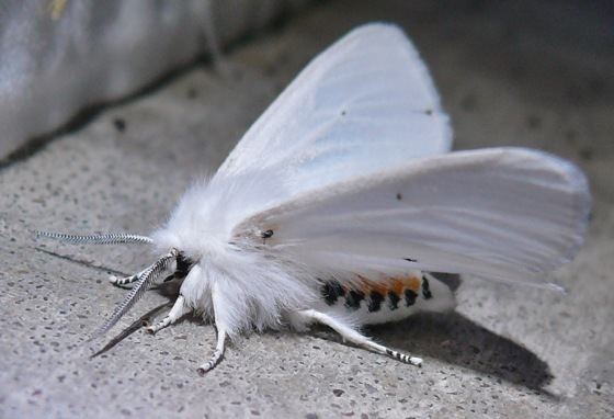 Spilosoma virginica Spilosoma virginica Virginian Tiger Moth Prairie Haven